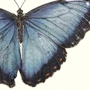 Sensational Butterflies