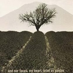 And our Faces , My Heart , Brief as Photos