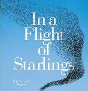 In A Flight Of Starlings