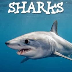 Nature : Sharks
