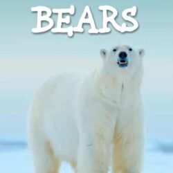 Nature : Bears