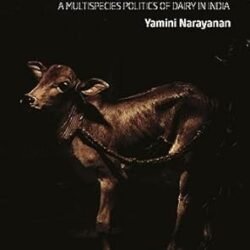 Mother Cow, Mother India : A Multispecies Politics of Dairy in India