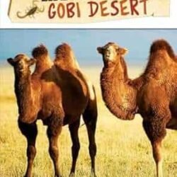 Life in the Gobi Desert