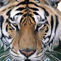 A To Z Learning - Animals