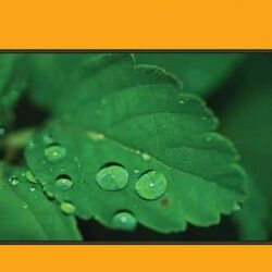 Bhorer Shishir Bindu (ভোরের শিশির বিন্দু, নির্ময় সরকার) by Nirmoy Sarkar